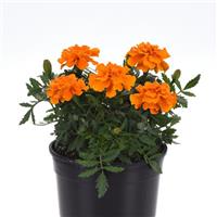 Durango® Orange French Marigold Container