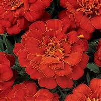 Durango® Red French Marigold Bloom