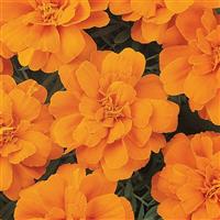 Durango® Tangerine French Marigold Bloom