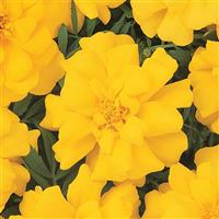 Durango® Yellow French Marigold Bloom