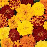 Durango® Mixture French Marigold Bloom