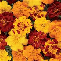 Durango® Outback Mixture French Marigold Bloom