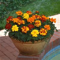 Durango® Outback Mixture French Marigold Container