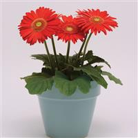 Mega Revolution™ Scarlet Red with Light Eye Gerbera Container