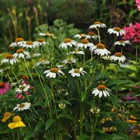 Echinacea PowWow® White Garden