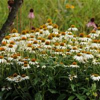 Echinacea PowWow® White Landscape