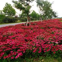 Echinacea PowWow® Wild Berry Commercial Landscape 2