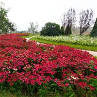 Echinacea PowWow® Wild Berry Landscape