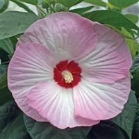 Hibiscus Luna™ Pink Swirl Bloom