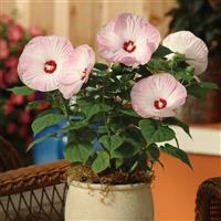 Hibiscus Luna™ Pink Swirl Container