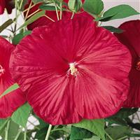 Hibiscus Luna™ Red Bloom