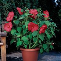 Hibiscus Luna™ Red Container