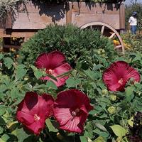 Hibiscus Luna™ Red Landscape