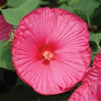 Hibiscus Luna™ Rose Bloom