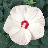 Hibiscus Luna™ White Bloom