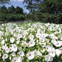 Hibiscus Luna™ White Commercial Landscape 1