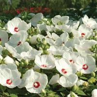 Hibiscus Luna™ White Landscape