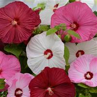 Hibiscus Luna™ Mixture Bloom