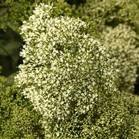 Lake Michigan White Trachelium Bloom