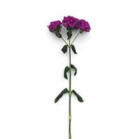 Amazon™ Neon Purple Dianthus Single Stem, White Background