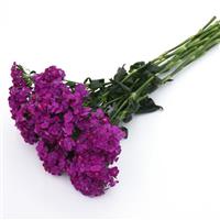 Amazon™ Neon Purple Dianthus Grower Bunch