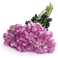 Amazon™ Lavender Magic Dianthus Grower Bunch