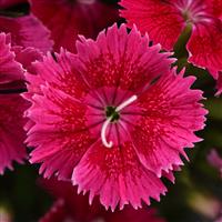 Ideal Select™ Raspberry Dianthus Bloom