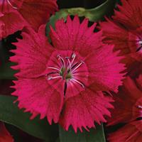 Ideal Select™ Red Dianthus Bloom