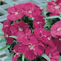 Ideal Select™ Rose Dianthus Bloom