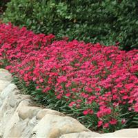 Ideal Select™ Rose Dianthus Landscape