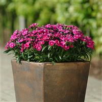 Ideal Select™ Violet Dianthus Container