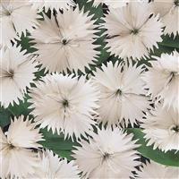 Ideal Select™ White Dianthus Bloom