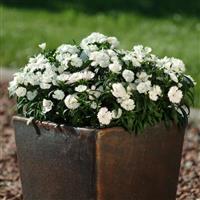 Ideal Select™ White Dianthus Container