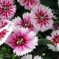 Ideal Select™ WhiteFire Dianthus Bloom