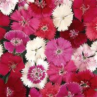 Ideal Select™ Mixture Dianthus Bloom