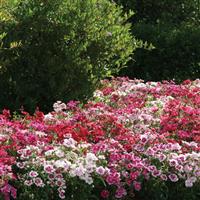 Ideal Select™ Mixture Dianthus Commercial Landscape 1