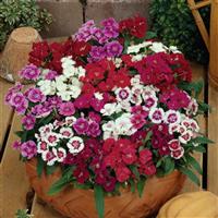 Ideal Select™ Mixture Dianthus Container