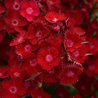 Dianthus Rockin'™ Red Bloom