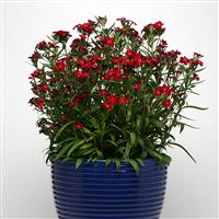 Dianthus Rockin'™ Red Container