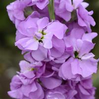 Column Stock Lilac Lavender Matthiola Bloom