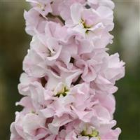 Column Stock Malmaison Pink Matthiola Bloom