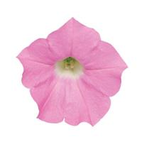 Shock Wave® Pink Shades Spreading Petunia Bloom
