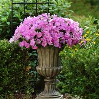 Shock Wave® Pink Shades Spreading Petunia Container