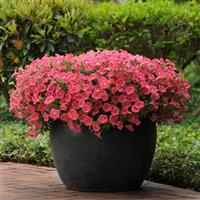 Shock Wave® Coral Crush Spreading Petunia Container