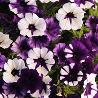 Shock Wave® Purple Tie Dye Spreading Petunia Bloom