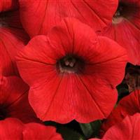 Shock Wave® Red Spreading Petunia Bloom