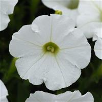 Shock Wave® White Spreading Petunia Bloom