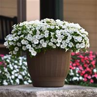 Shock Wave® White Spreading Petunia Container