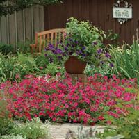 Tidal Wave® Cherry Spreading Petunia Commercial Landscape 1