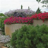 Tidal Wave® Cherry Spreading Petunia Commercial Landscape 2